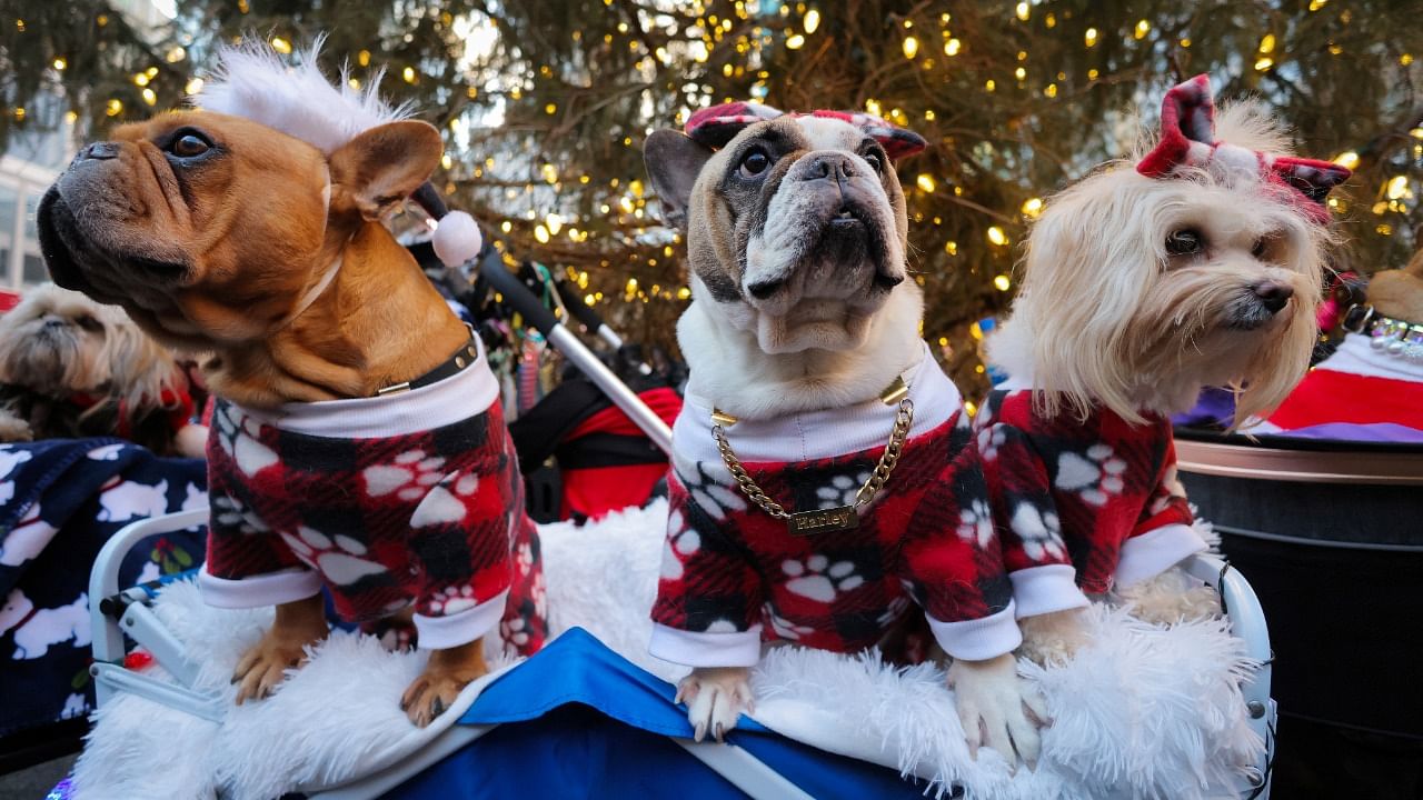 A group of dogs are seen wearing outfits in the Winter Village at Bryant Park in Manhattan, New York City. Credit: Reuters Photo