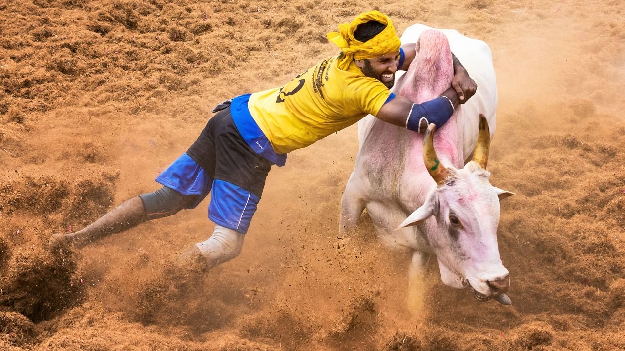 Jallikattu: All you need to know about this bull-taming sport
