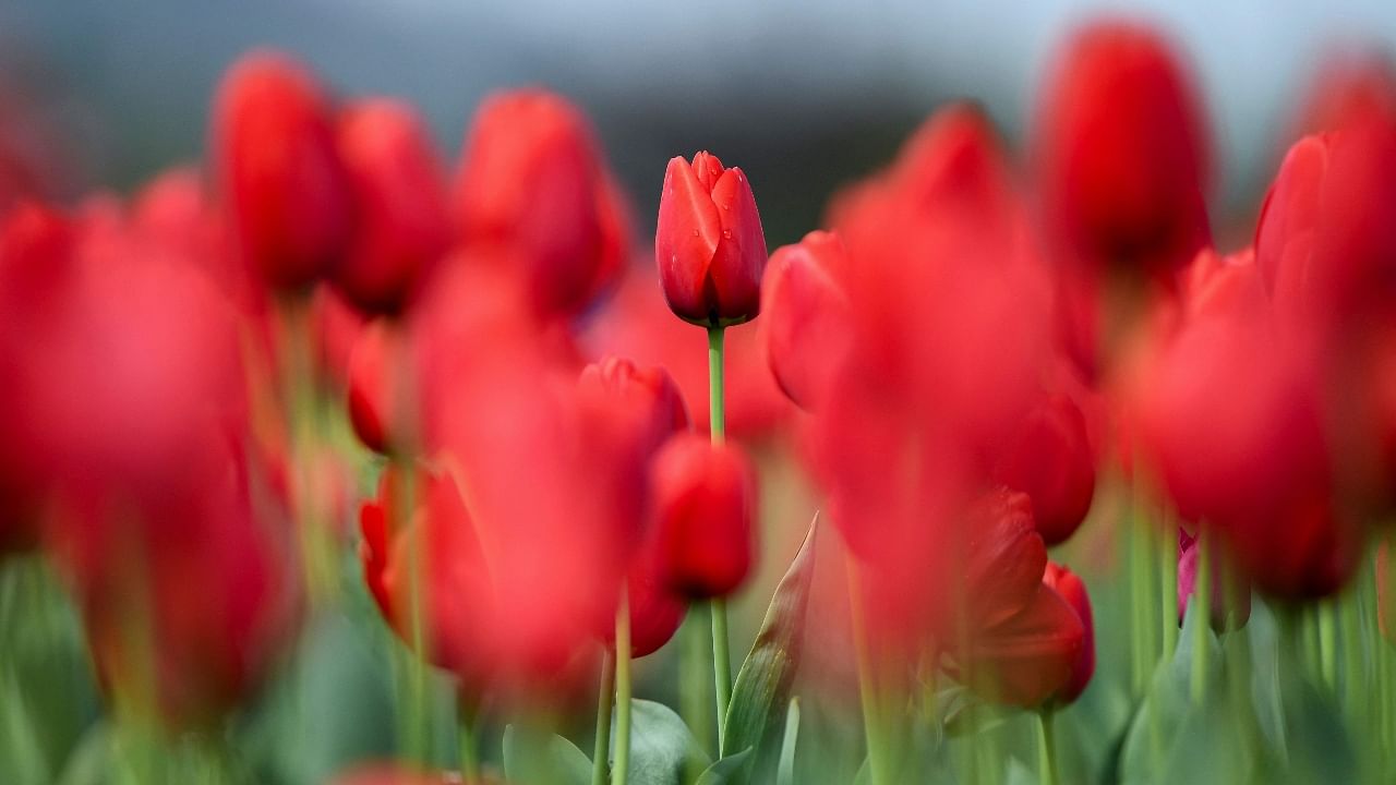 Asia's largest tulip garden in J&K in full bloom; See Pics. Credit: AFP Photo