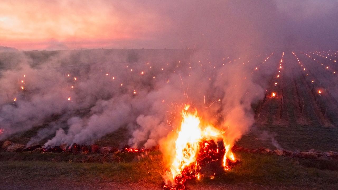 Vineyard owners in France fight frost with fire: See Pics 