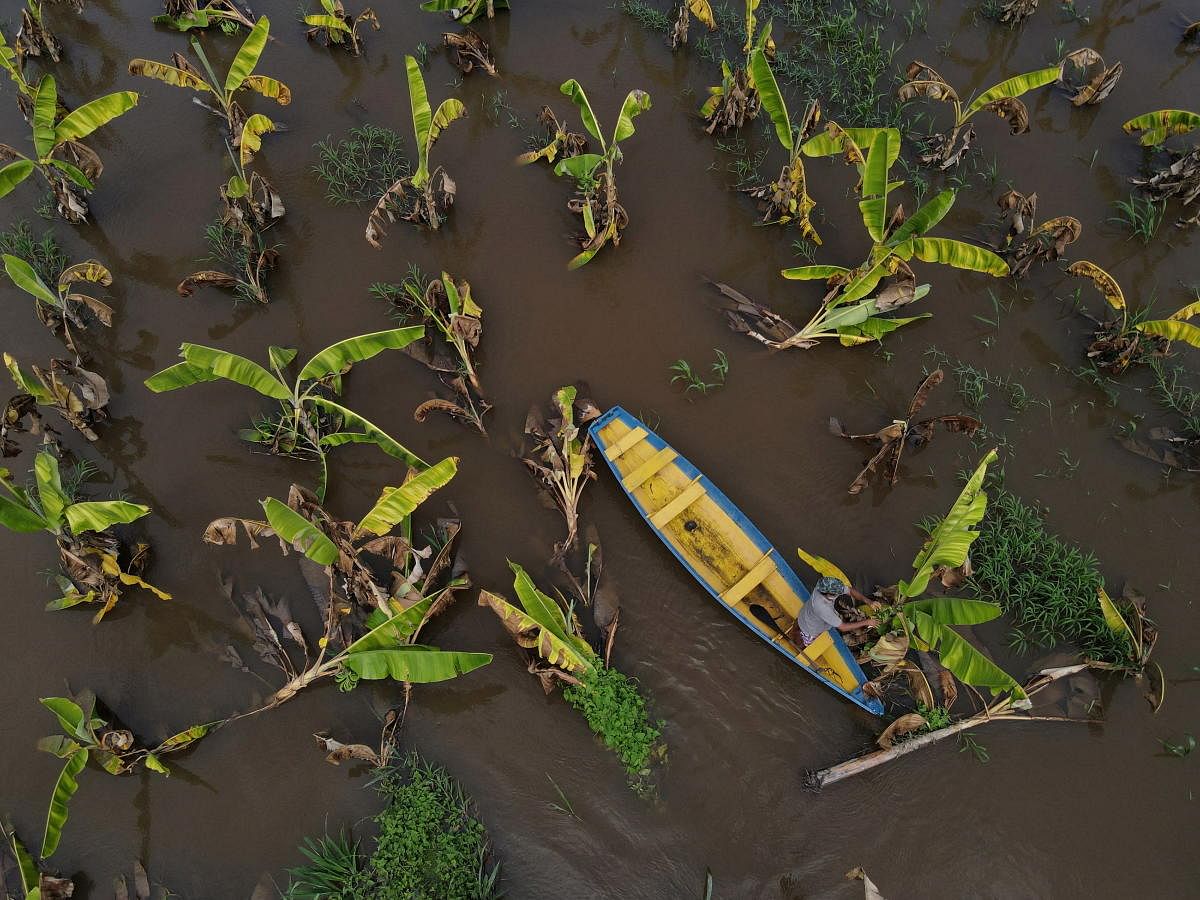 Jose Lucio de Freitas, a local farmer, collects bananas at his plantation damaged by flood waters, after several riverside villages were affected by flooding triggered by the rise of the river levels in Careiro da Varzea in the Amazonas state, Brazil. Credit: Reuters Photo