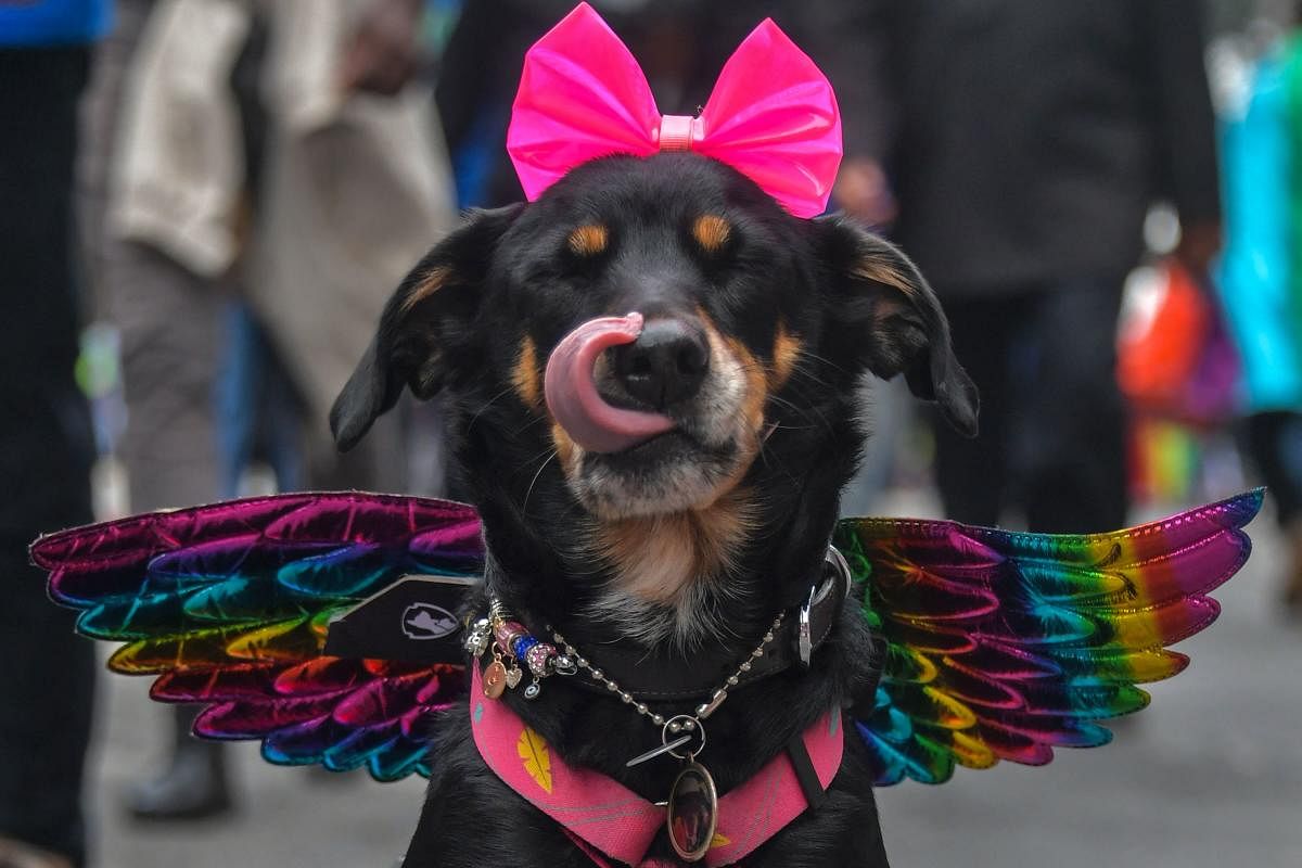 A dog takes part in the 26th Gay Pride Parade which theme is “Vote with Pride – for a policy you represent”, in Sao Paulo, Brazil. Credit: AFP Photo