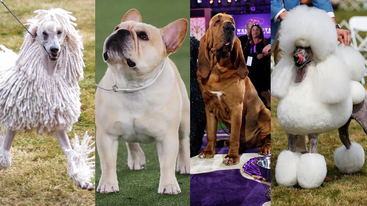 Best photos from Westminster Kennel Club Dog Show