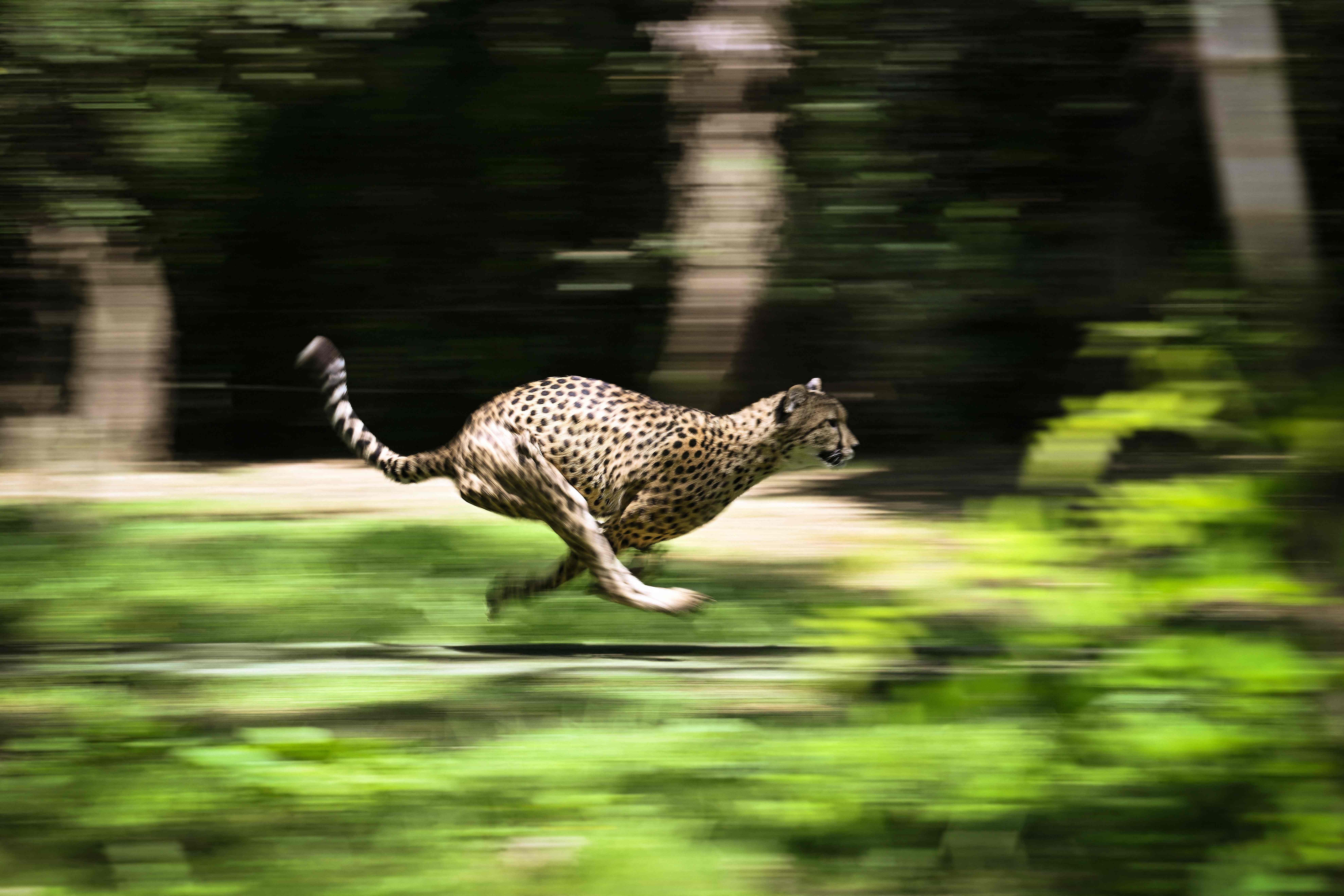 A cheetah runs behind a decoy in its enclosure in the African Safari zoo in Plaisance du Touch, near Toulouse southwestern France, during training in the cheetah race to fight against the sedentary lifestyle of big cats. Credit: AFP Photo
