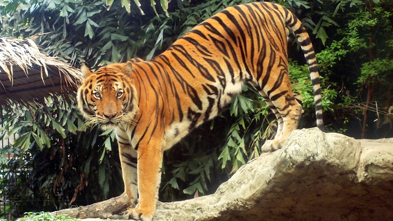 In Pics | Top 5 places in India for Tiger sighting