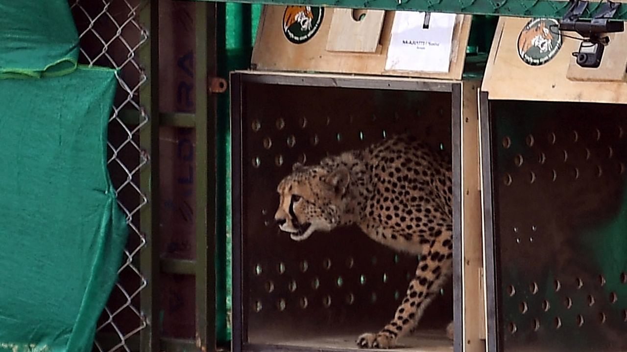 <div class="paragraphs"><p>A photo of a wild cheetah being released at Kuno National Park in Madhya Pradesh. </p></div>