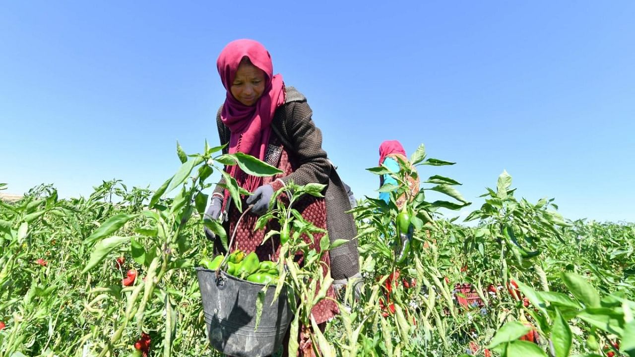 Workers harvest red peppers, the profits from which are used for financing the Makhtar boarding school on September 29, 2022, in the Tunisian central-west region of the same name. Credit: AFP Photo