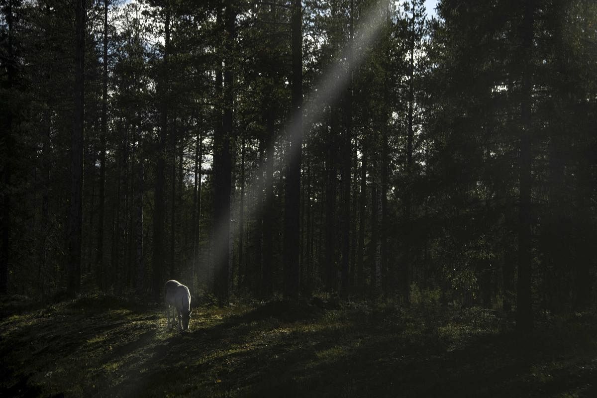 A reindeer walks in the boreal forest. The boreal forest, which is only second to the Amazon in terms of its vital role in ensuring the future of the planet, encircles the Arctic -- and it is in just as much danger from climate change as the South American rainforest. Credit: AFP Photo