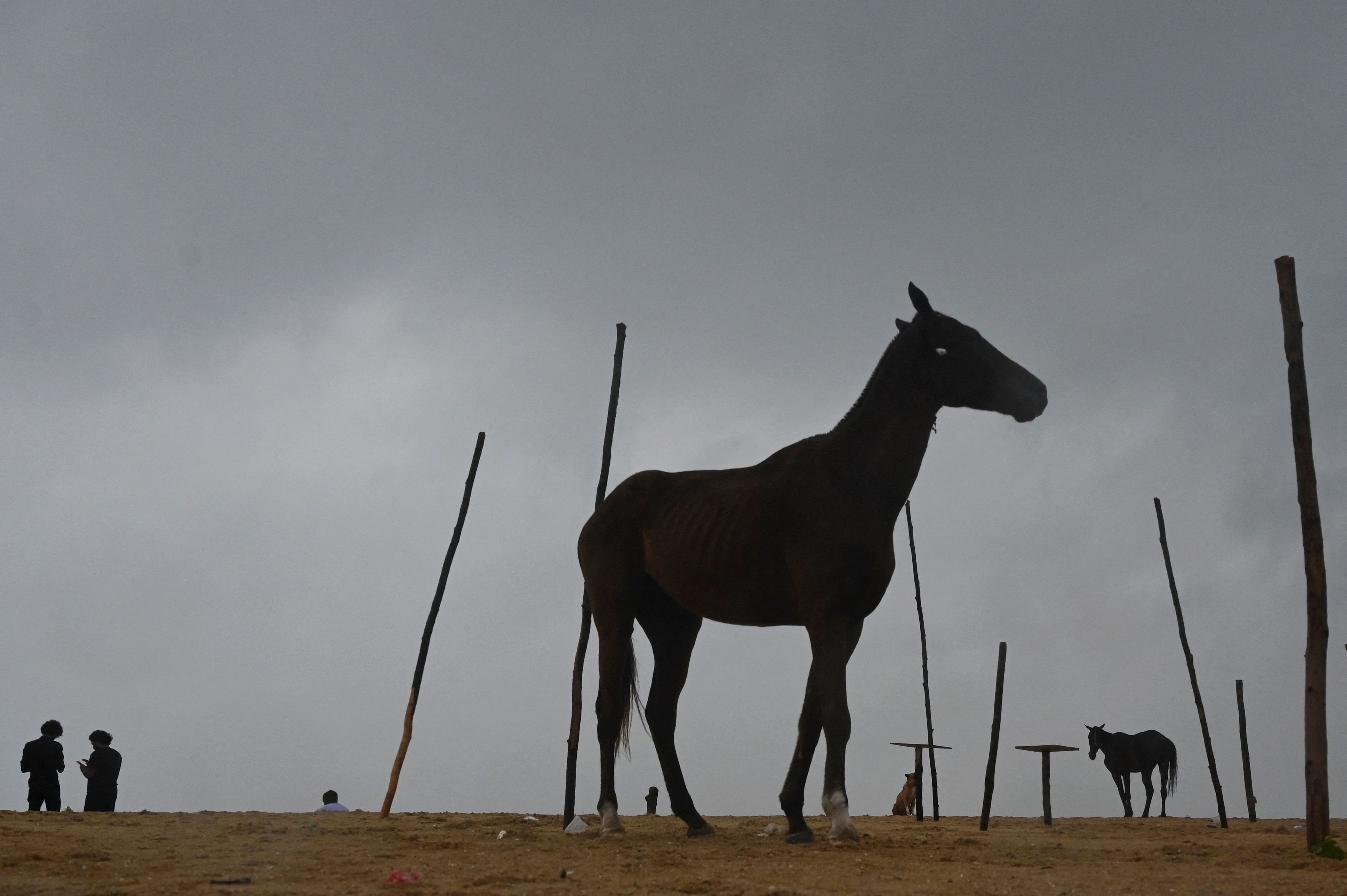 A horse stands near the coastline as dark clouds loom over Mahabalipuram. Credit: AFP Photo