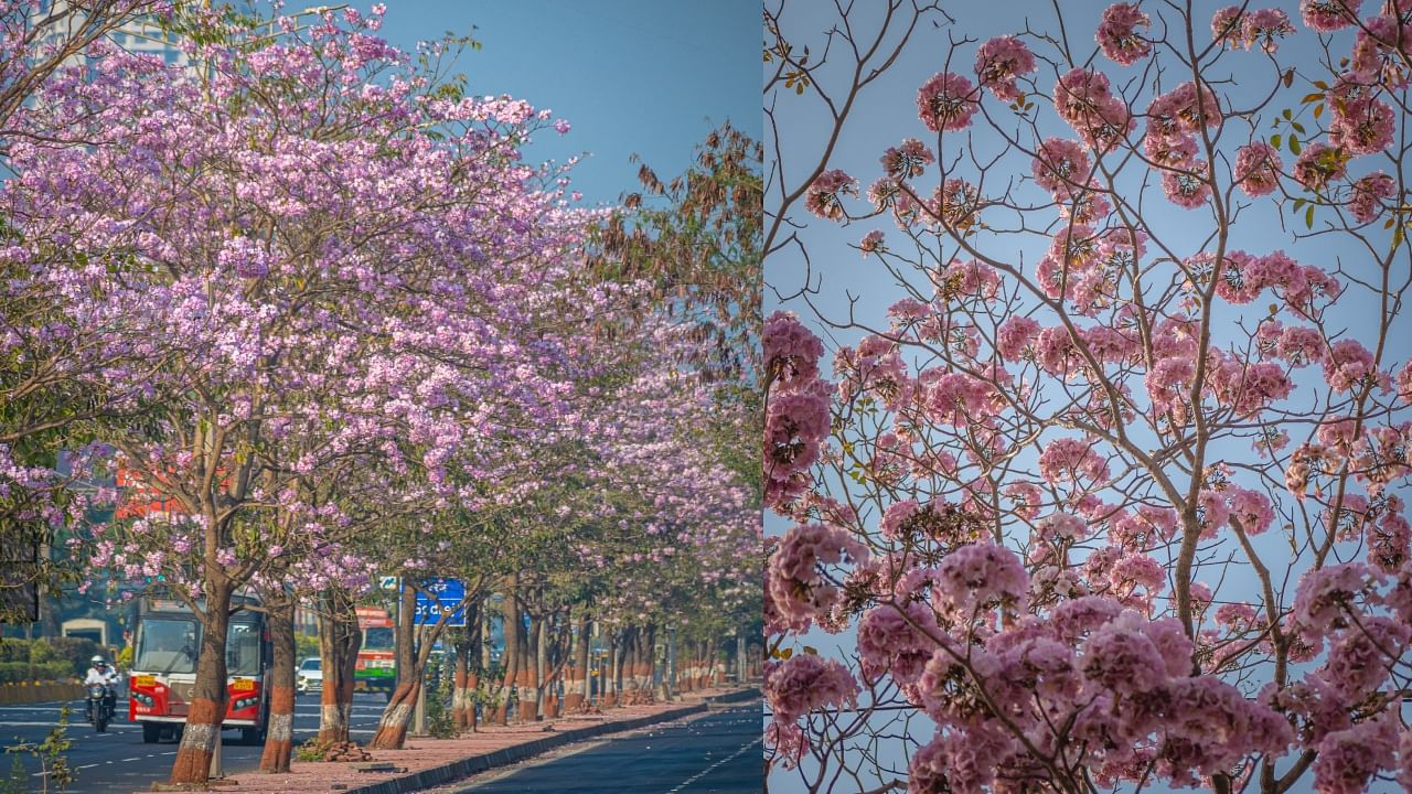 In pics: Mumbai's 'cherry blossom' season paints the city pink