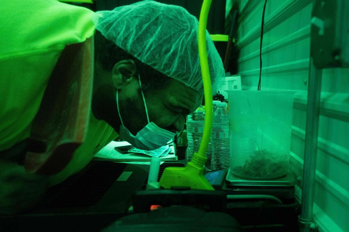 Alexander Williams, a cure room attendant, weighs cannabis waste he cleaned from the floor for regulatory reasons at the Illicit Gardens production facility in Independence, Missouri. Credit: AFP Photo