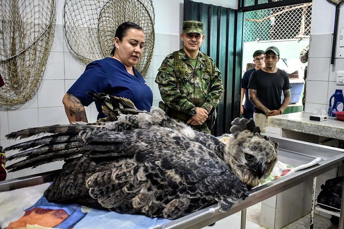 Handout picture released by the Colombian Army showing members of the Colombian Army checking on a rescued harpy eagle, in danger of extinction, in the municipality of Florencia, Caqueta Department, Colombia. Credit: AFP Photo