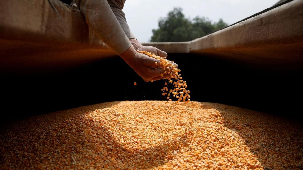 A worker holds GMO yellow corn imported from the U.S., at a cattle feed plant in Tepexpan, Mexico March 15, 2023. Credit: Reuters Photo