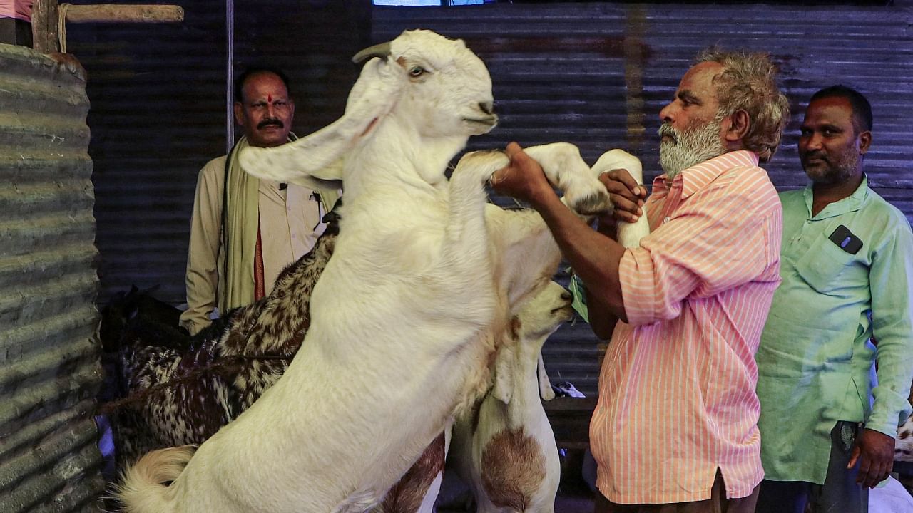 <div class="paragraphs"><p>Goats on sale at a livestock market near Jama Masjid on the eve of 'Eid-ul-Adha’ (Bakrid), in Nagpur.</p></div>