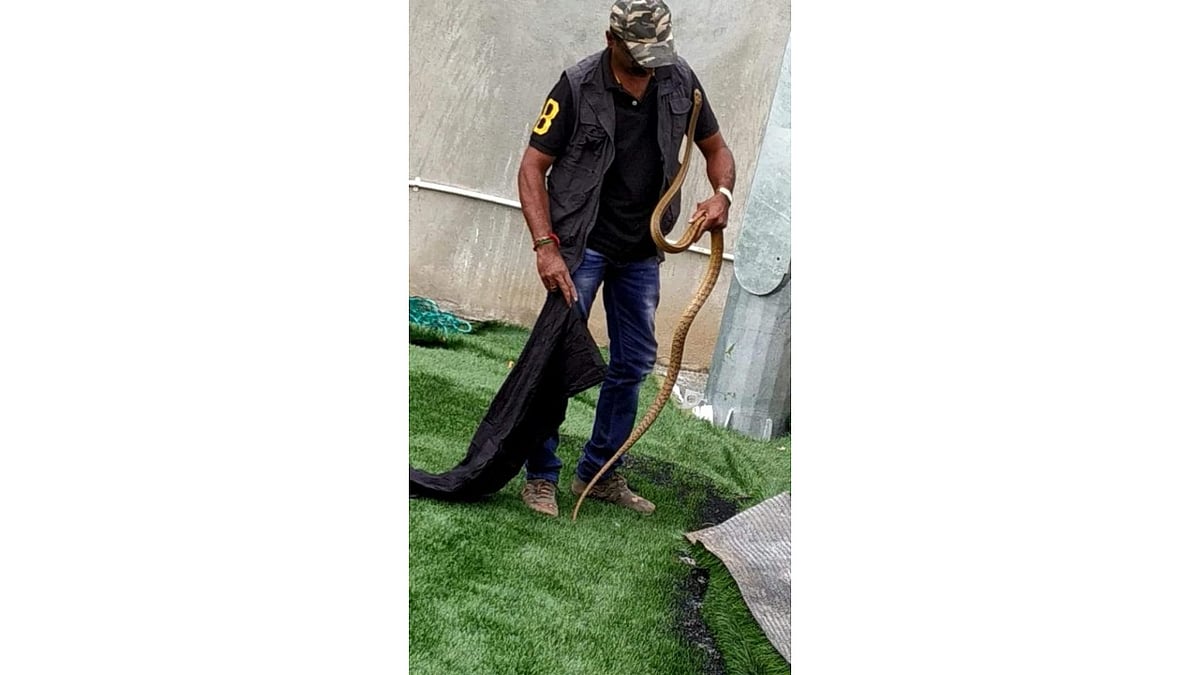 Shortstaffed and underpaid, Bengaluru's snake catchers face stiff