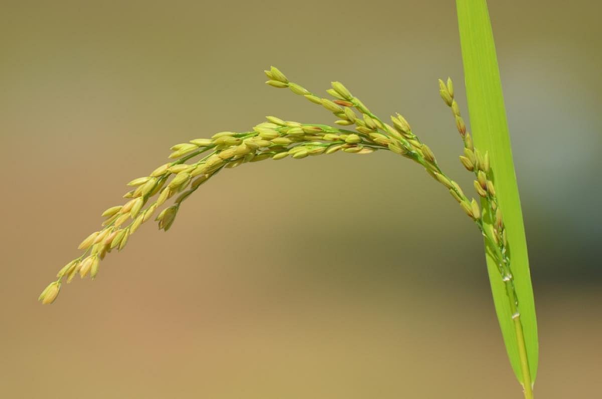 Conserving indigenous paddy varieties