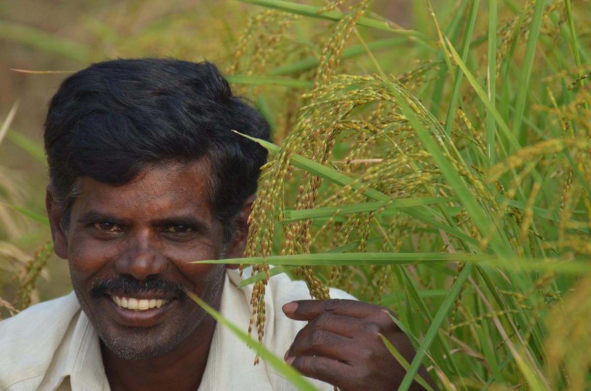 Keepers of paddy heritage