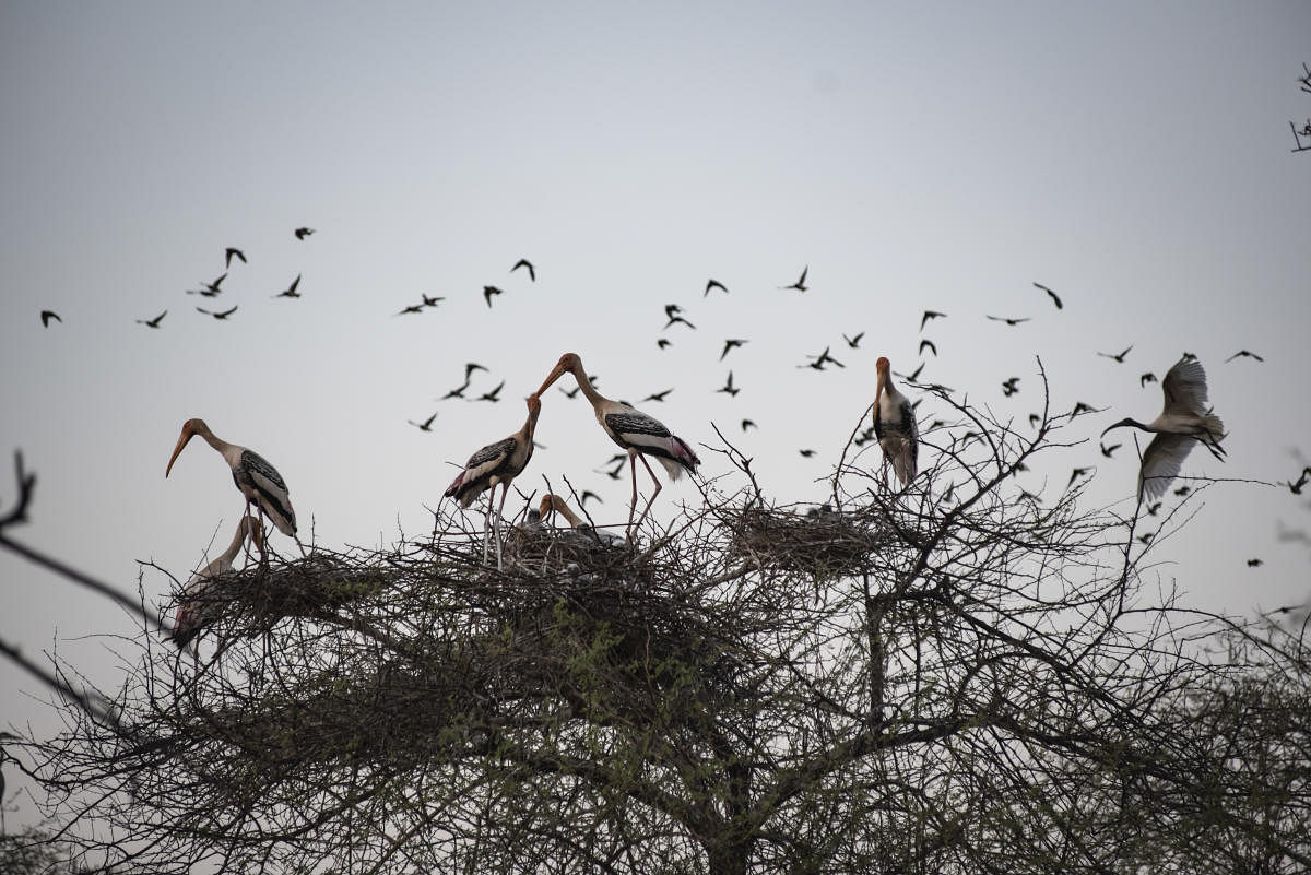 Ankasamudra Lake: A lake comes alive