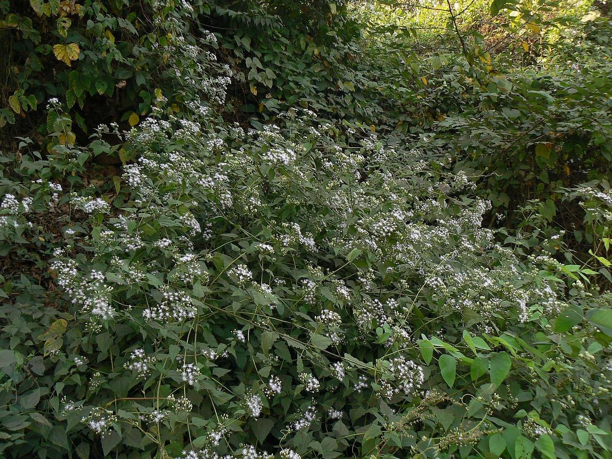 Invasive plants that choke native species