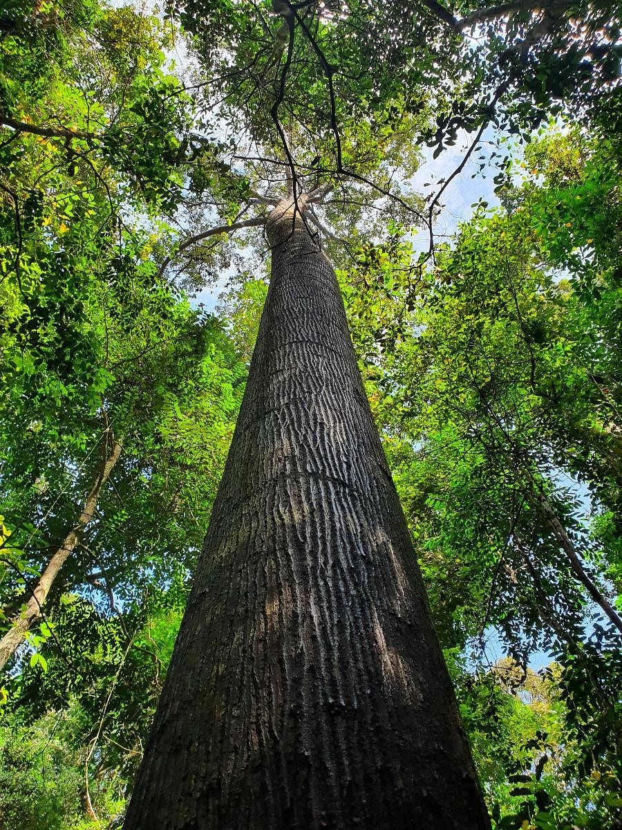 The journey of rainforest trees