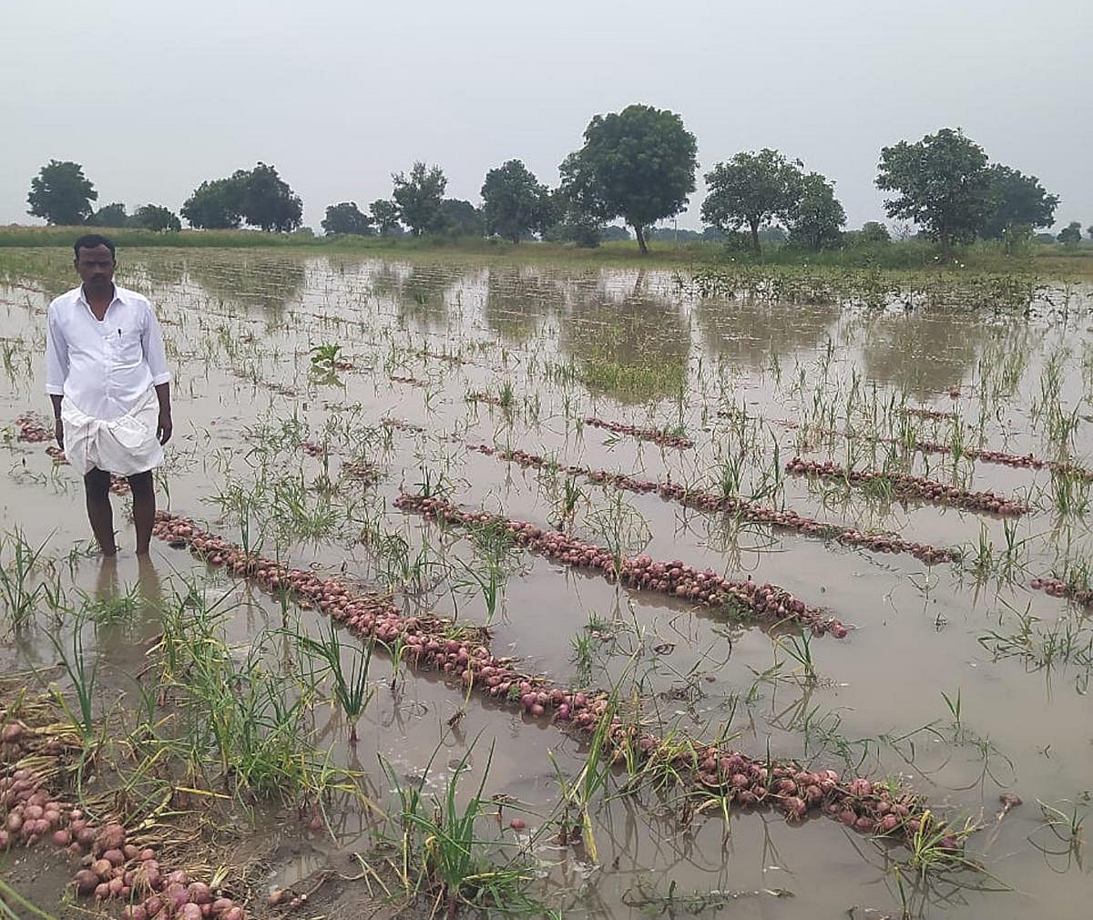 Incessant rain wreaks havoc on standing crops in Kalyana Karnataka