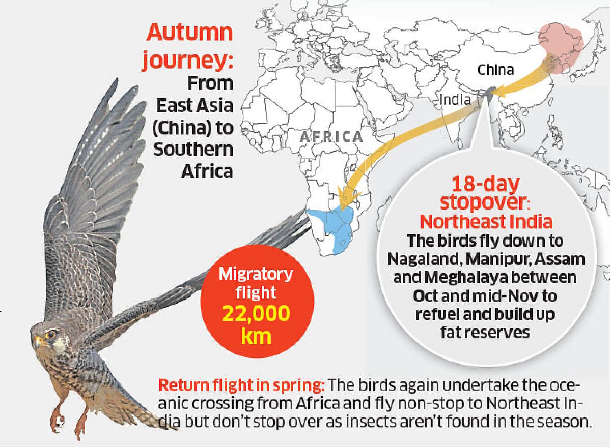 Falcons Flight Pattern Decoded: Amur falcons' pit stop in Northeast