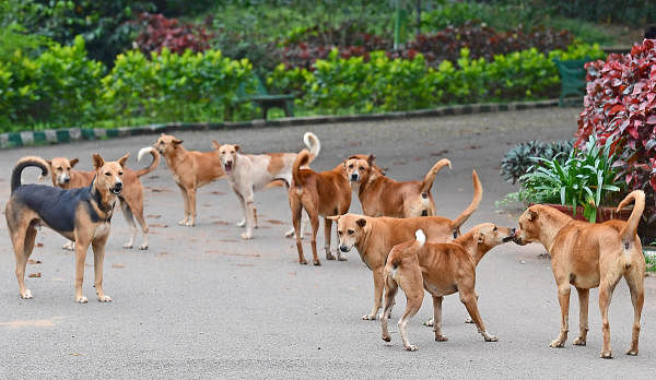 The challenge of managing street dogs