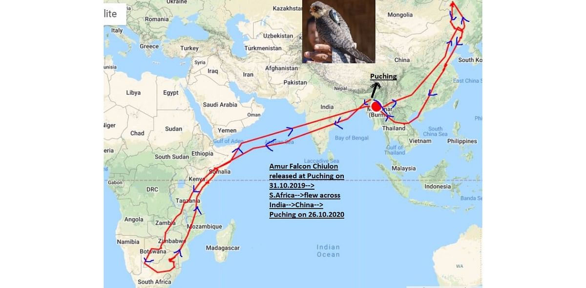 Satellite tagged Amur falcons fly back to Manipur village after 29,000 ...