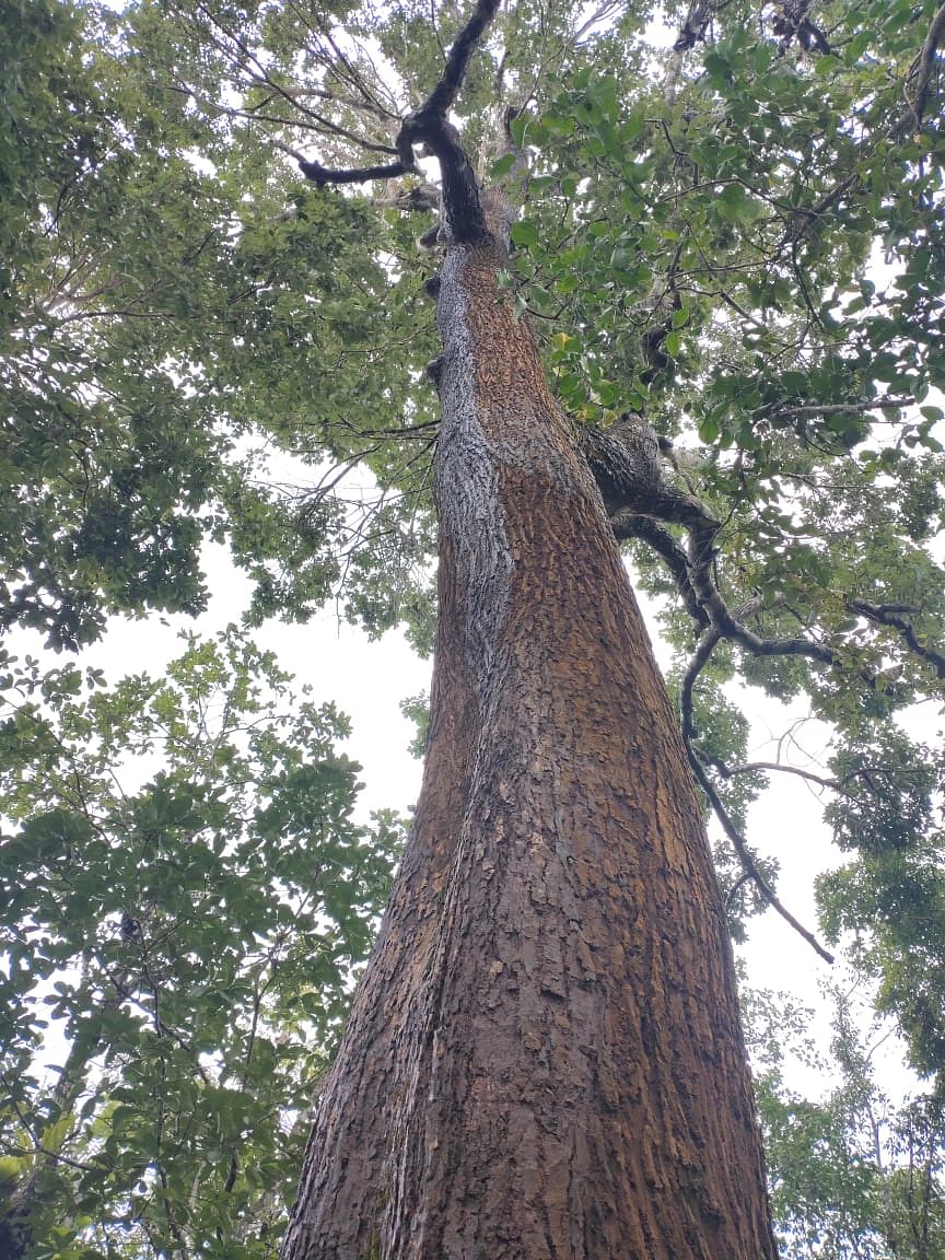 Mass death of trees due to insects in evergreen forests prompts study